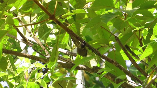 Olivaceous Piculet - ML342864081