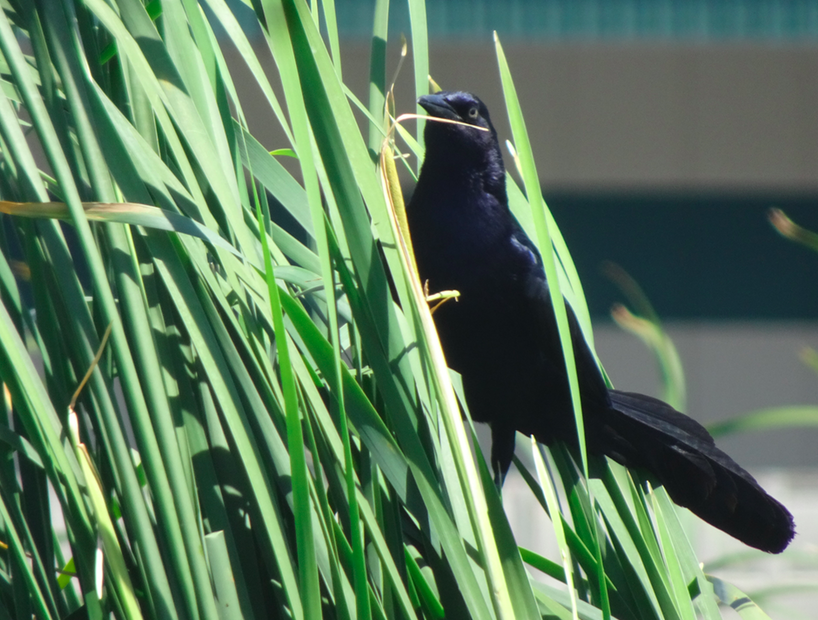 Great-tailed Grackle - ML342867251