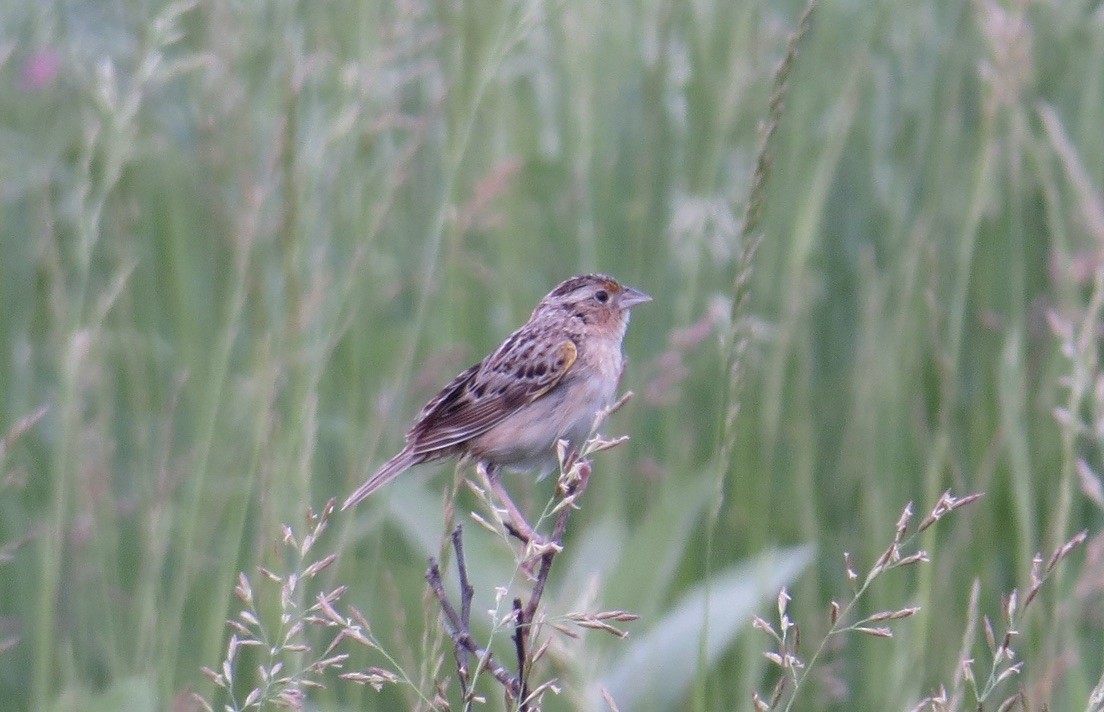 Grasshopper Sparrow - ML342868251