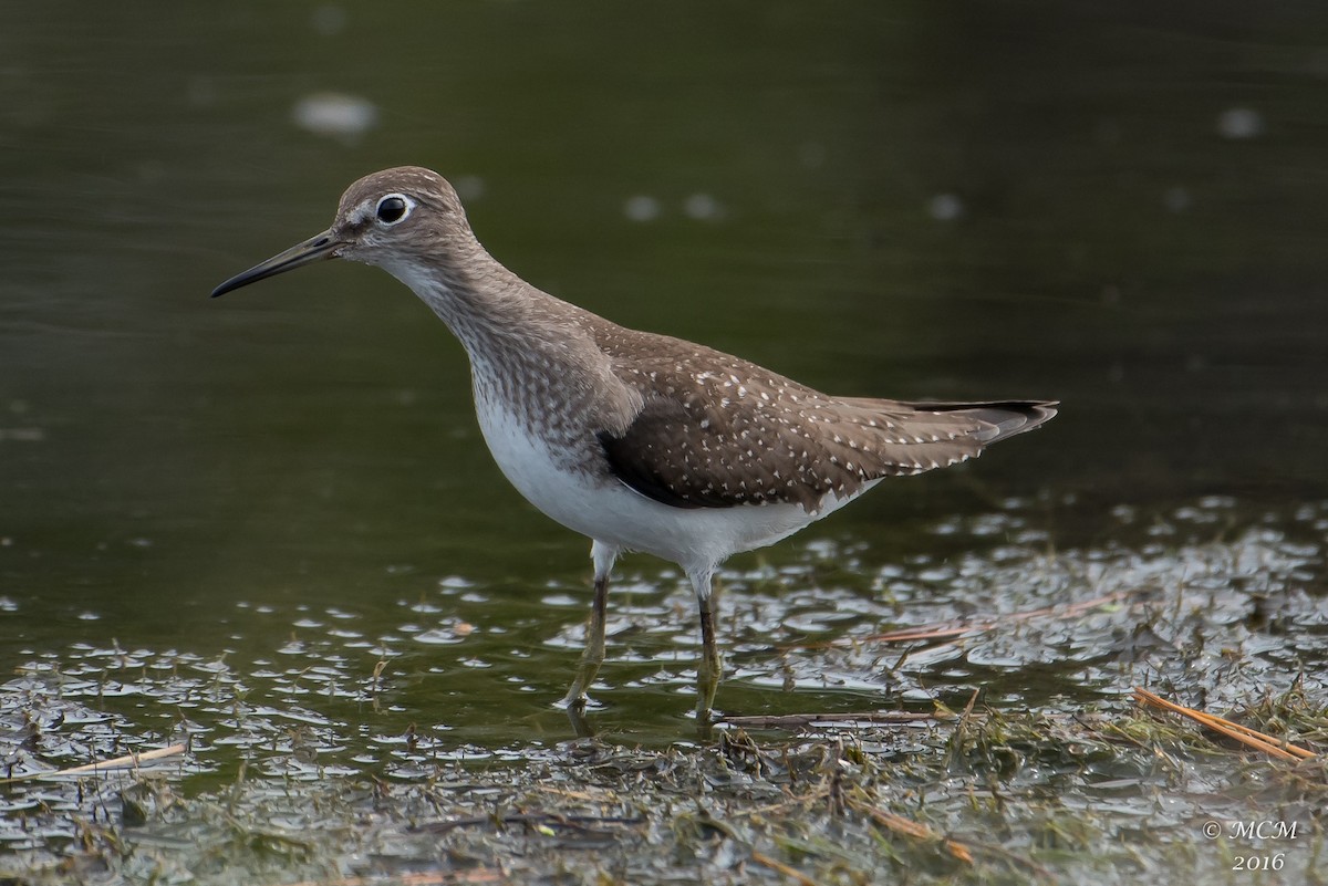 Solitary Sandpiper - Mary Catherine Miguez