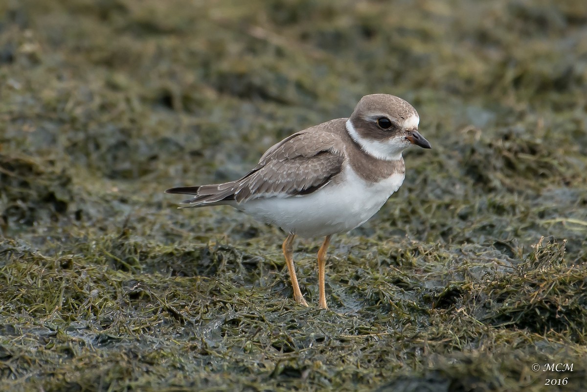 Semipalmated Plover - ML34287141