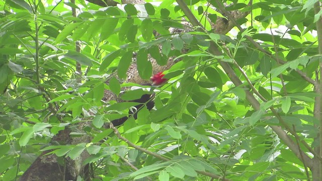 Pale-billed Woodpecker - ML342871581