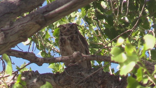 Great Horned Owl - ML342873481