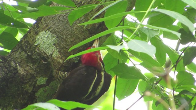 Pale-billed Woodpecker - ML342873521