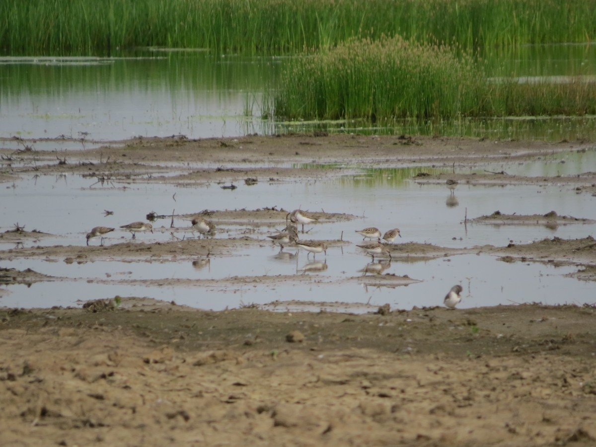 eBird Checklist - 27 May 2021 - Embarras River bottoms along River Road ...