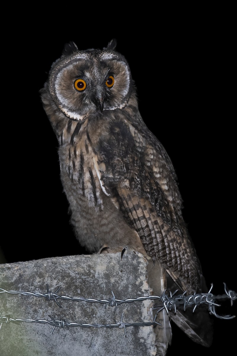 Long-eared Owl - ML342878521