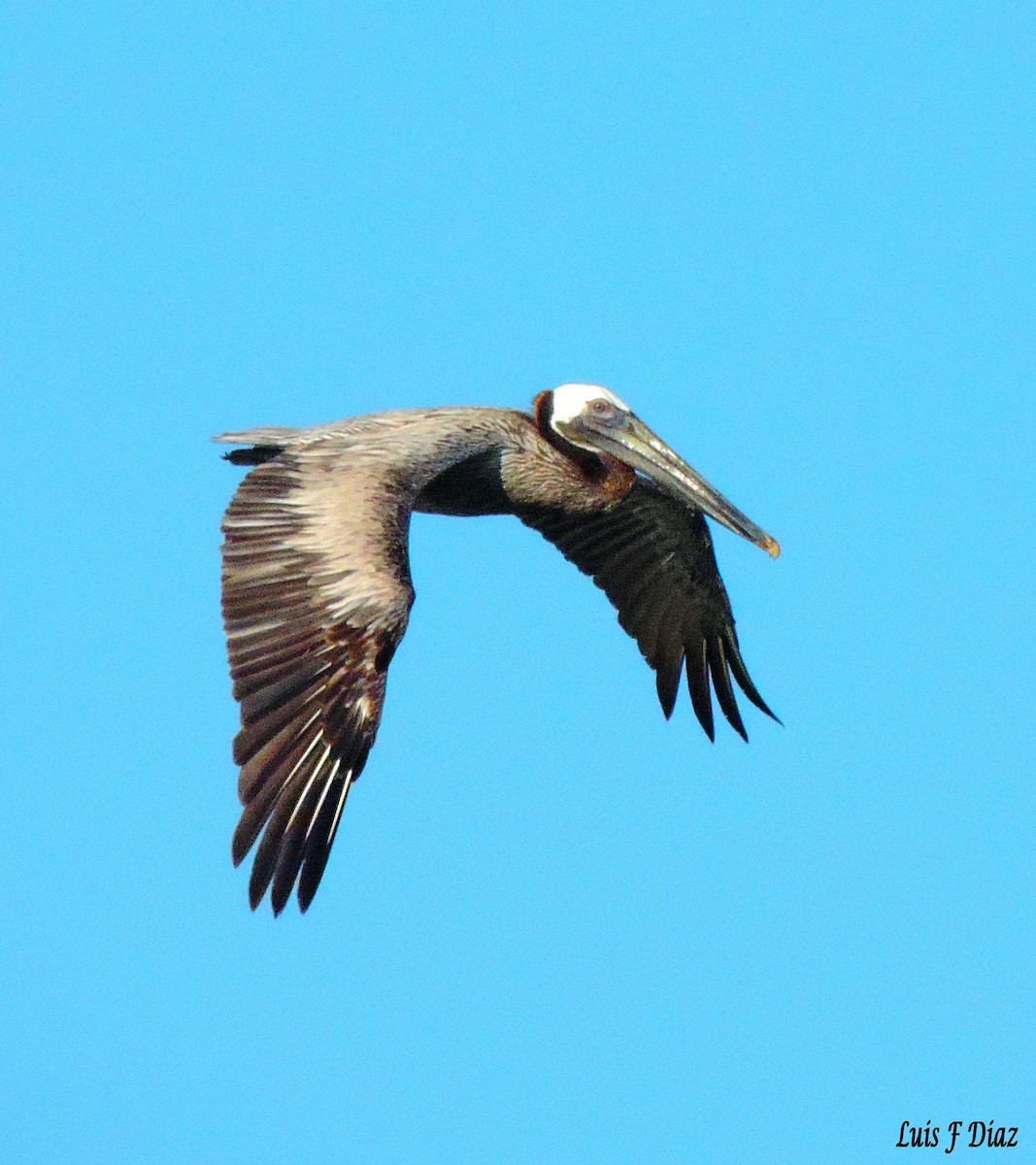 Brown Pelican - LUIS DIAZ