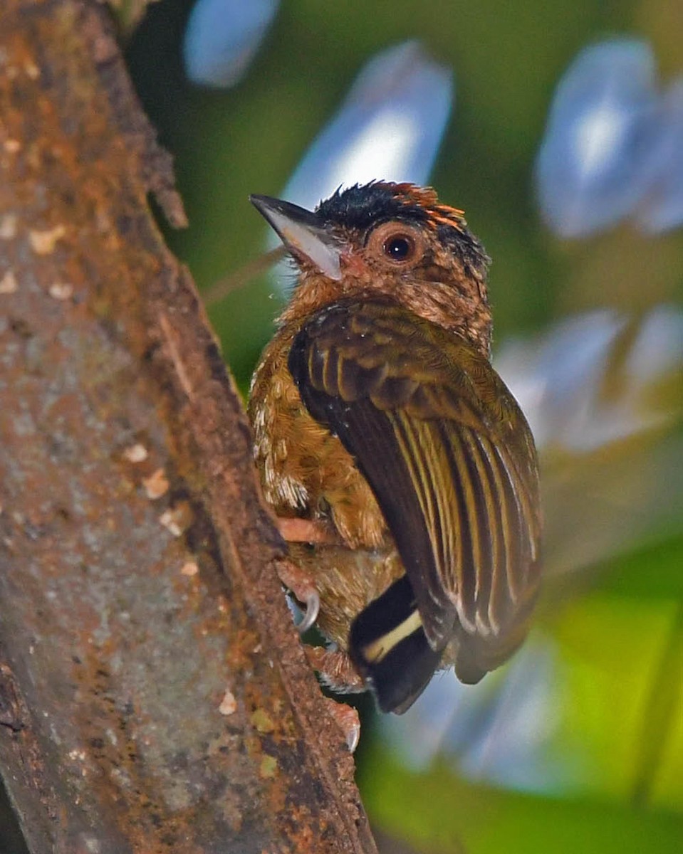 Rusty-necked Piculet - ML342894911