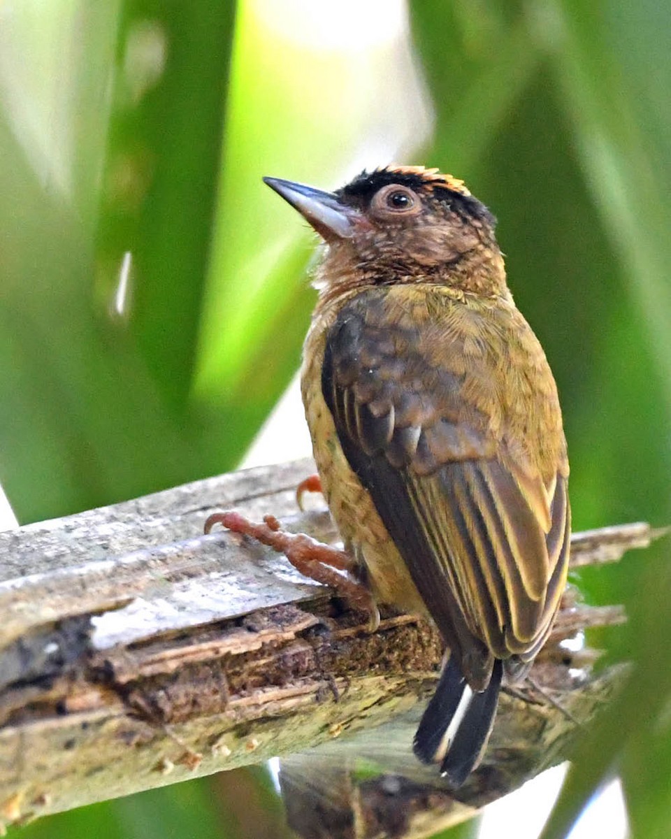 Rusty-necked Piculet - ML342894921