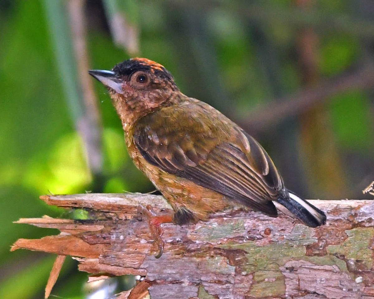 Rusty-necked Piculet - ML342894931