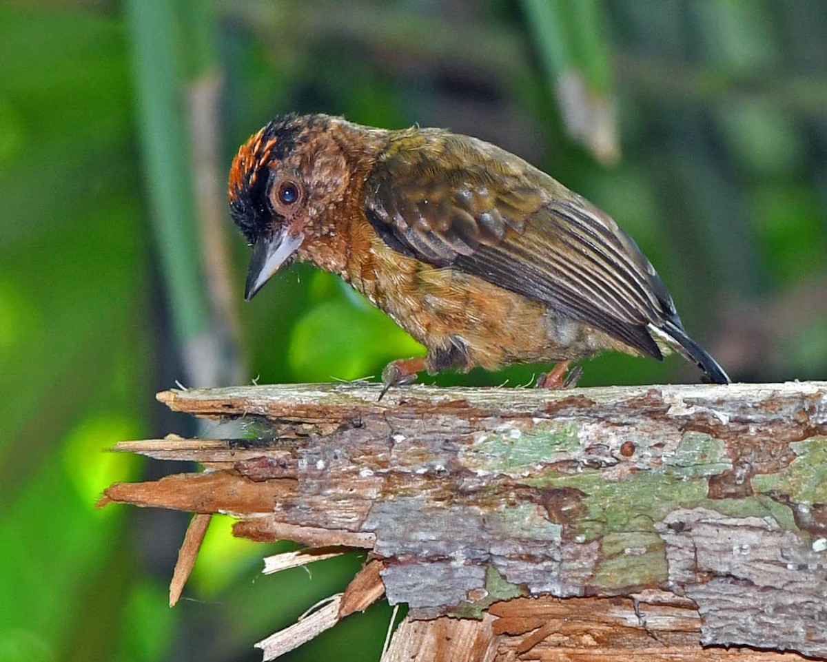 Rusty-necked Piculet - ML342894941