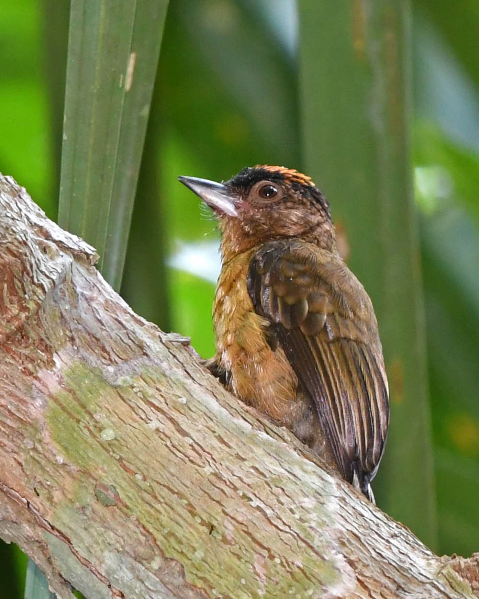 Rusty-necked Piculet - ML342894951