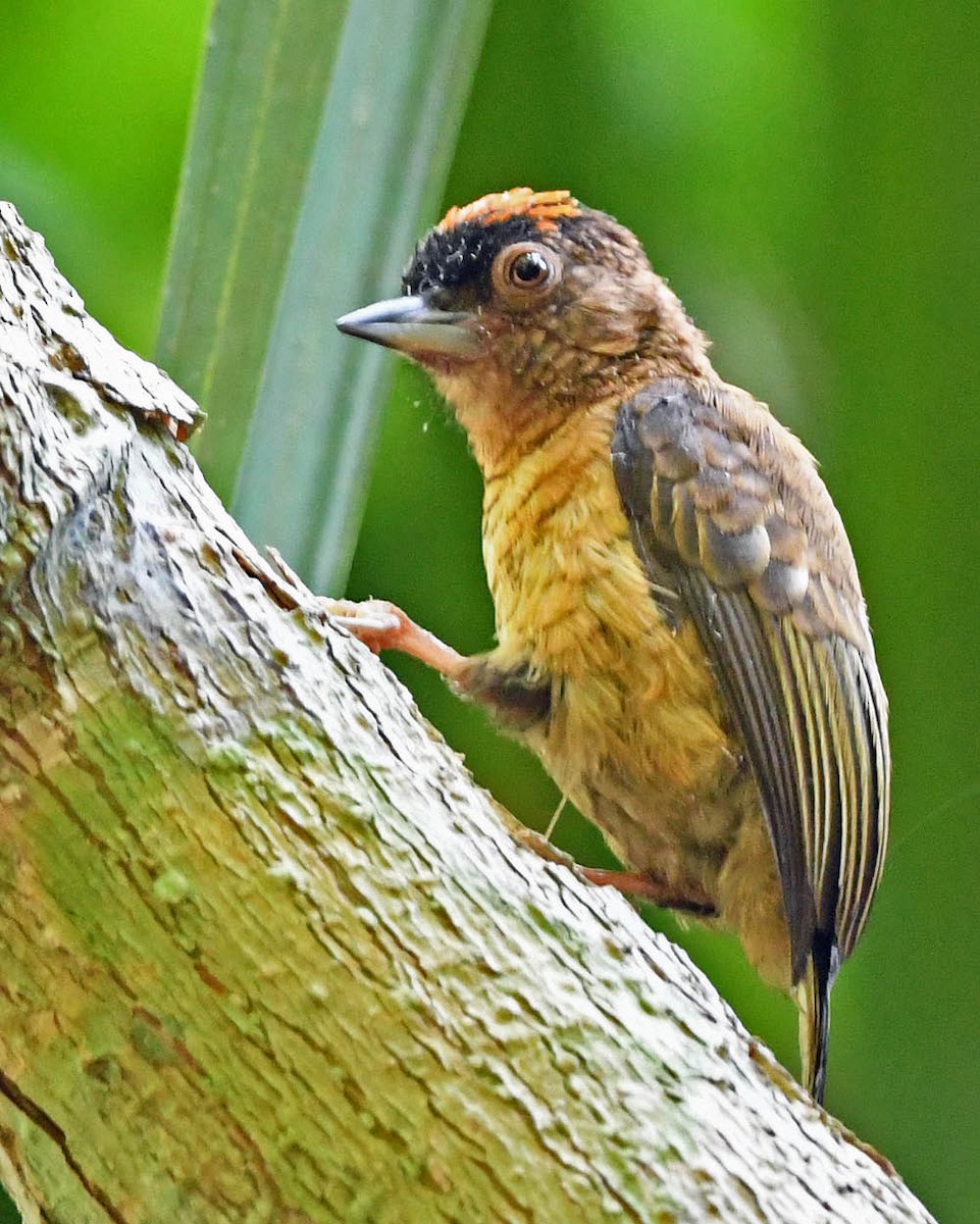 Rusty-necked Piculet - ML342894971