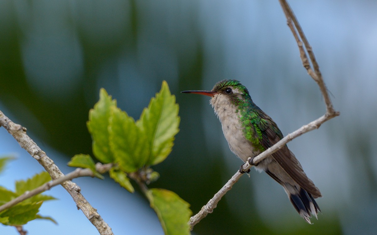 kolibřík cozumelský - ML342895201