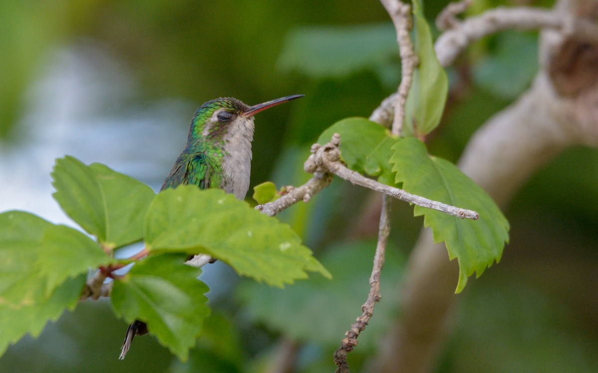 kolibřík cozumelský - ML342895221