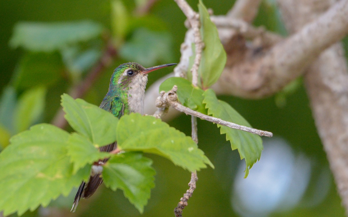 kolibřík cozumelský - ML342895261