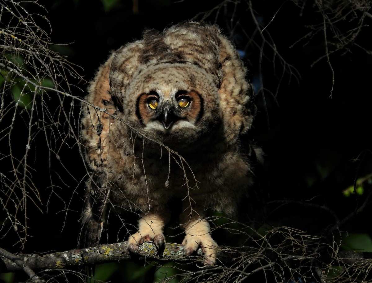 Great Horned Owl - Jean W. Côté