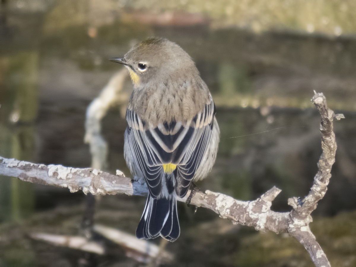 Yellow-rumped Warbler (Audubon's) - Glenn Kincaid