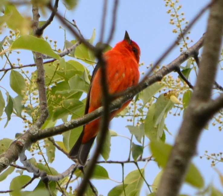 Scarlet Tanager - ML342899151