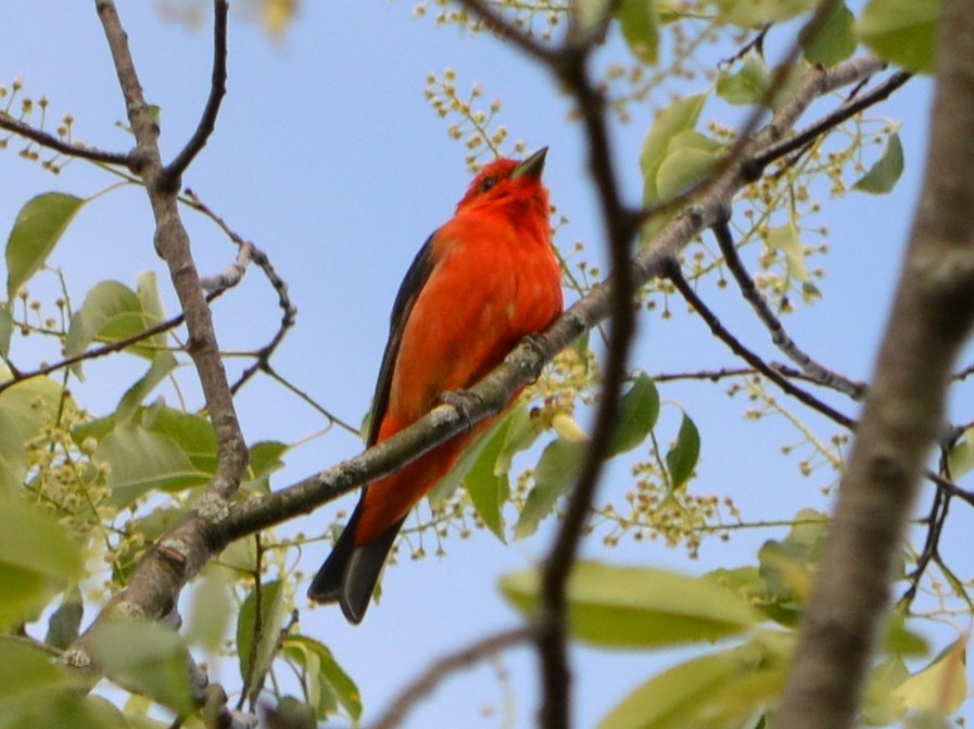 Scarlet Tanager - ML342899161