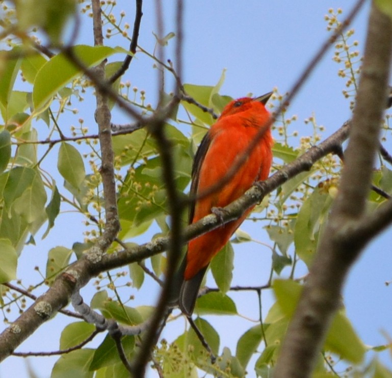Scarlet Tanager - ML342899171