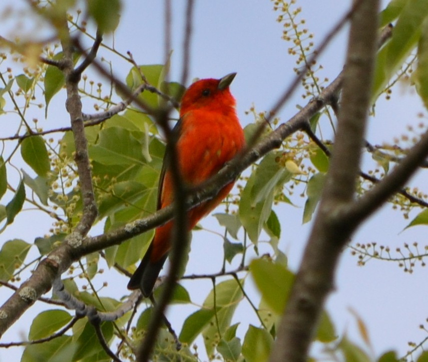 Scarlet Tanager - ML342899181
