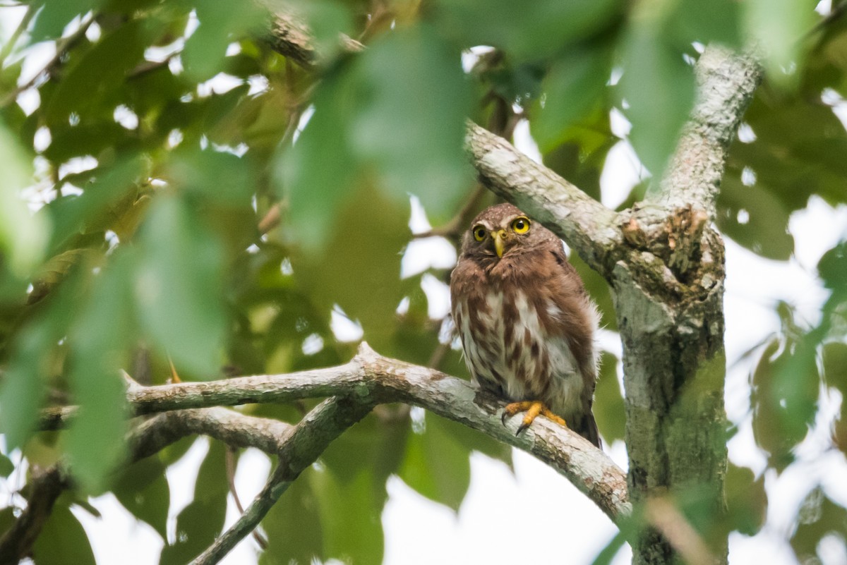 Amazonian Pygmy-Owl - Claudia Brasileiro