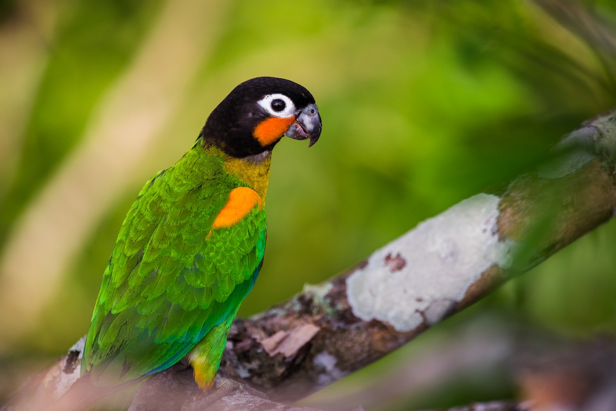 Orange-cheeked Parrot - Claudia Brasileiro