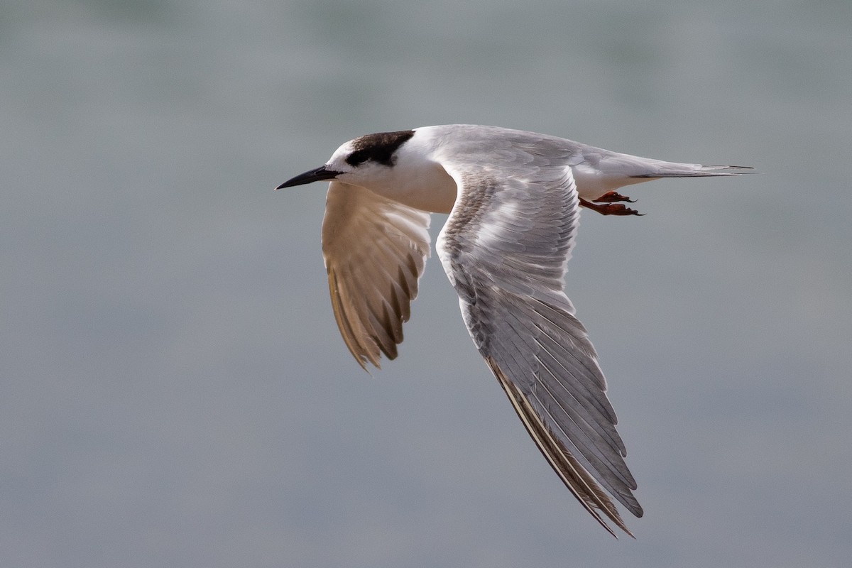 Common Tern - Nick Tepper
