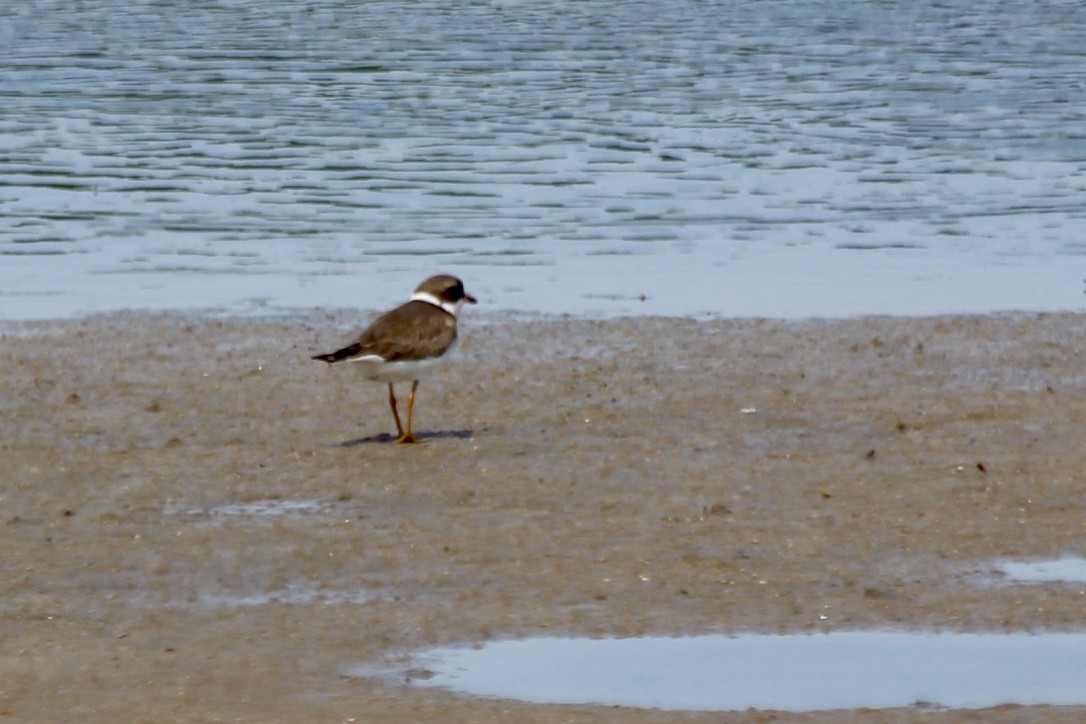 Semipalmated Plover - ML342910361