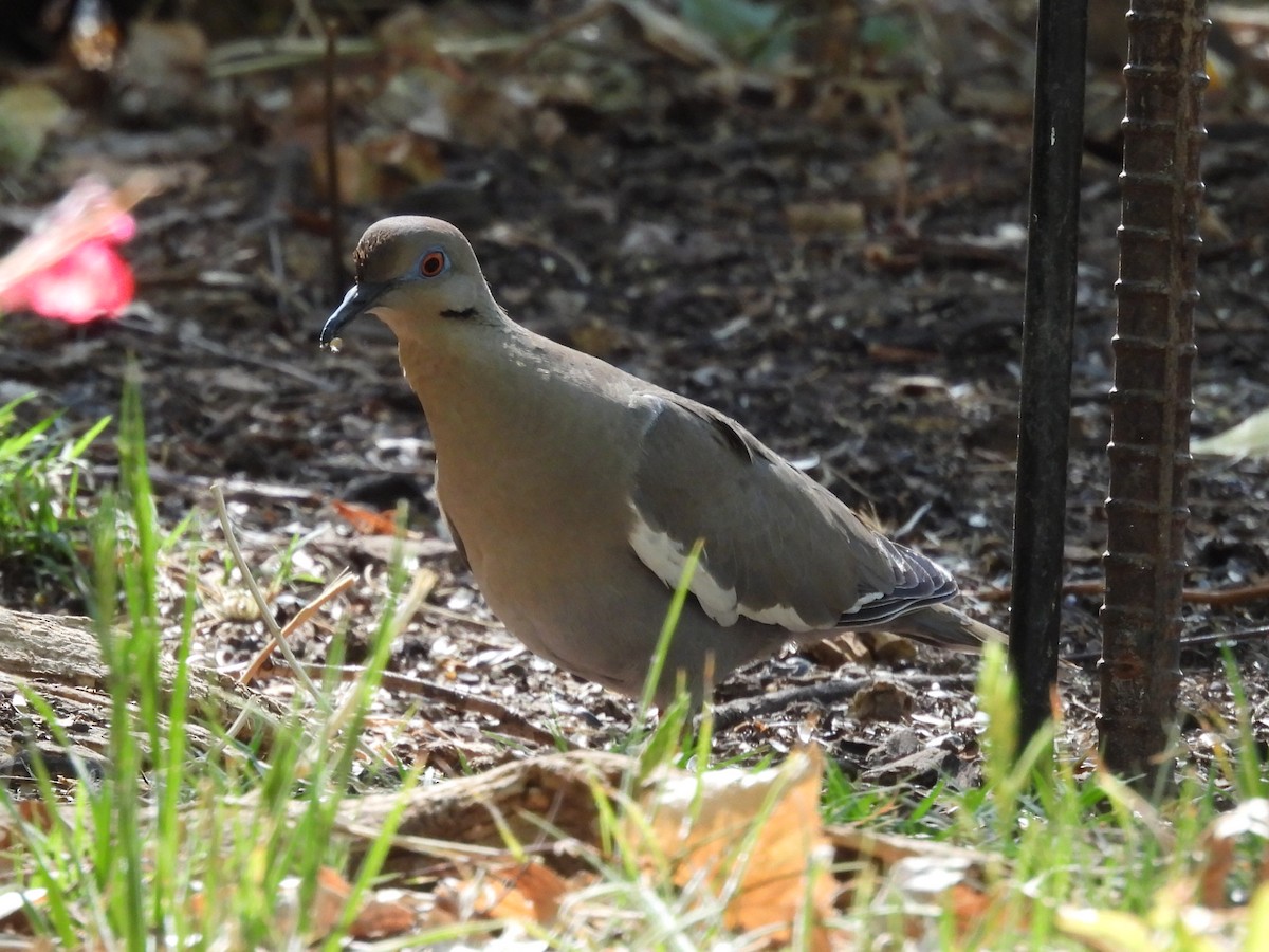 White-winged Dove - Dean Angiola
