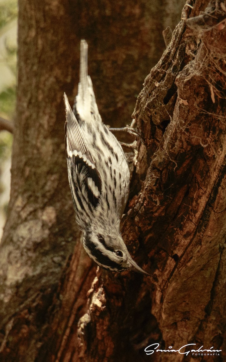 Black-and-white Warbler - ML342916721