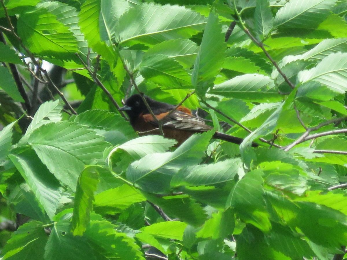 Orchard Oriole - ML342922861