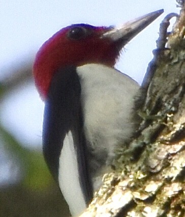 Red-headed Woodpecker - ML342923671