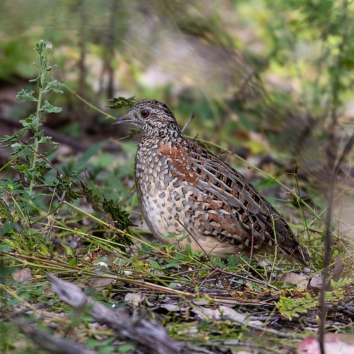 Painted Buttonquail - ML342930241
