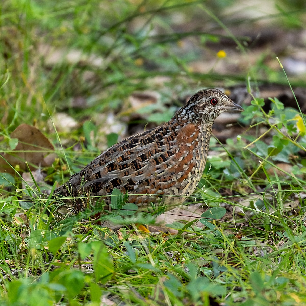 Painted Buttonquail - ML342930421