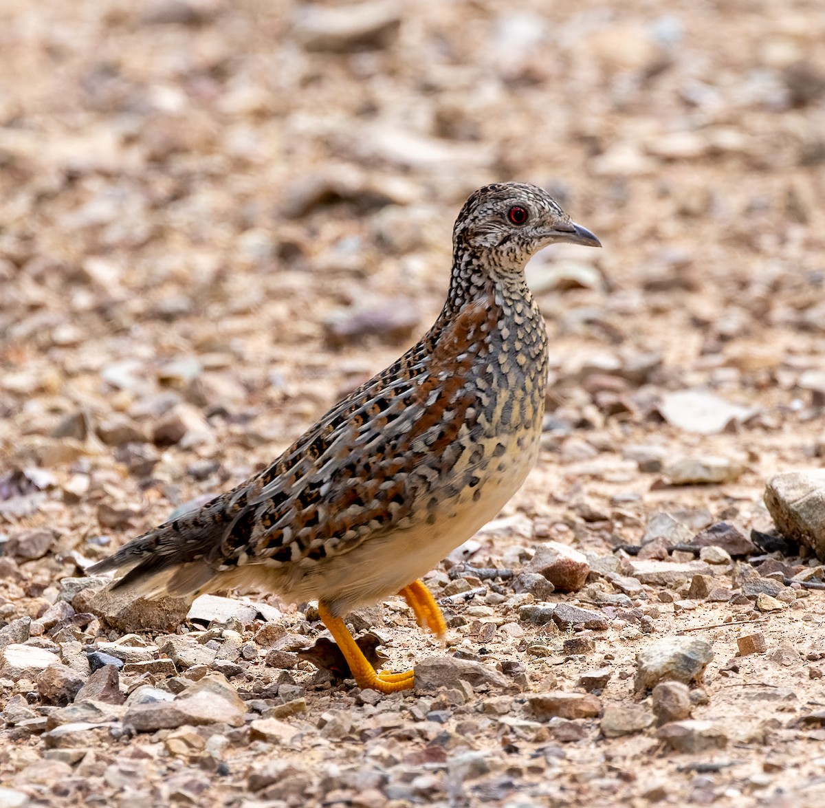 Painted Buttonquail - ML342930441
