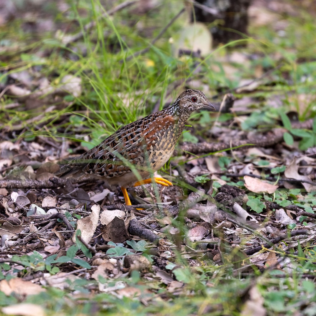Painted Buttonquail - ML342930461