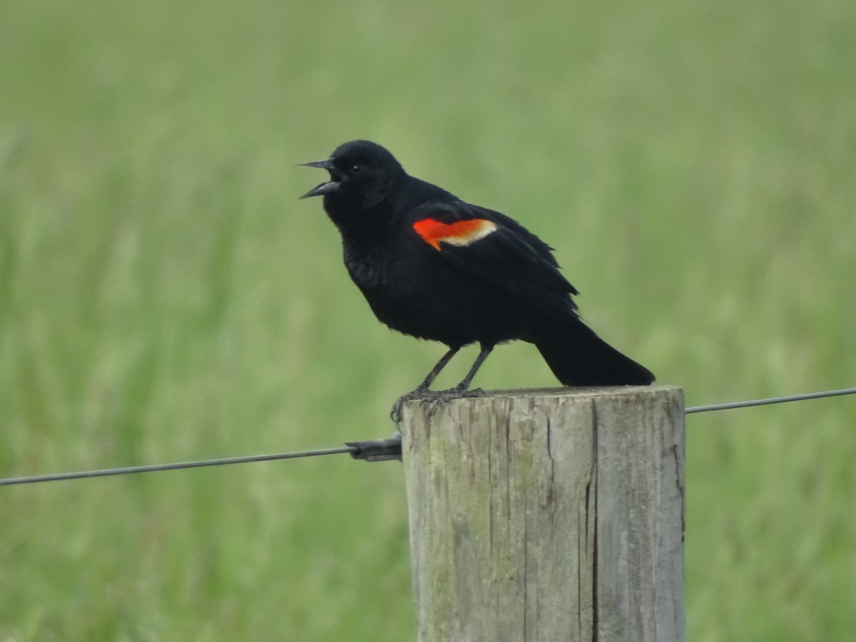 Red-winged Blackbird - Susan Evanoff