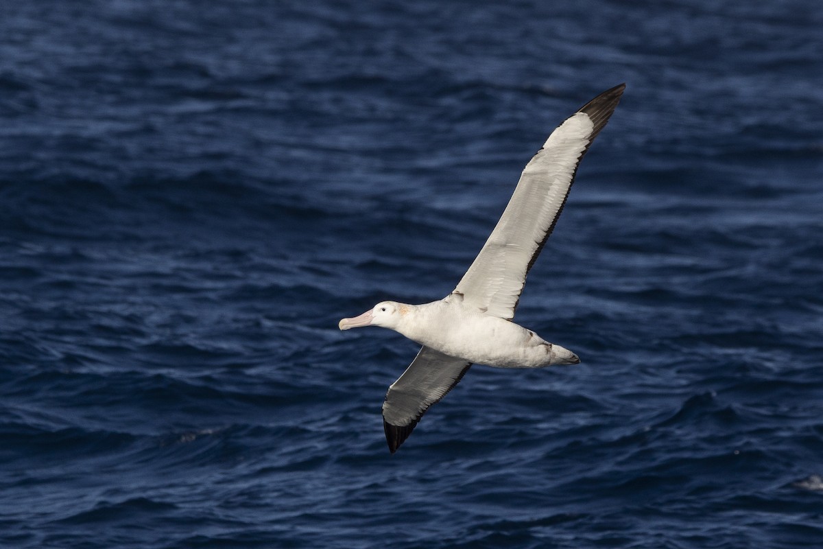 Snowy Albatross - ML342930951