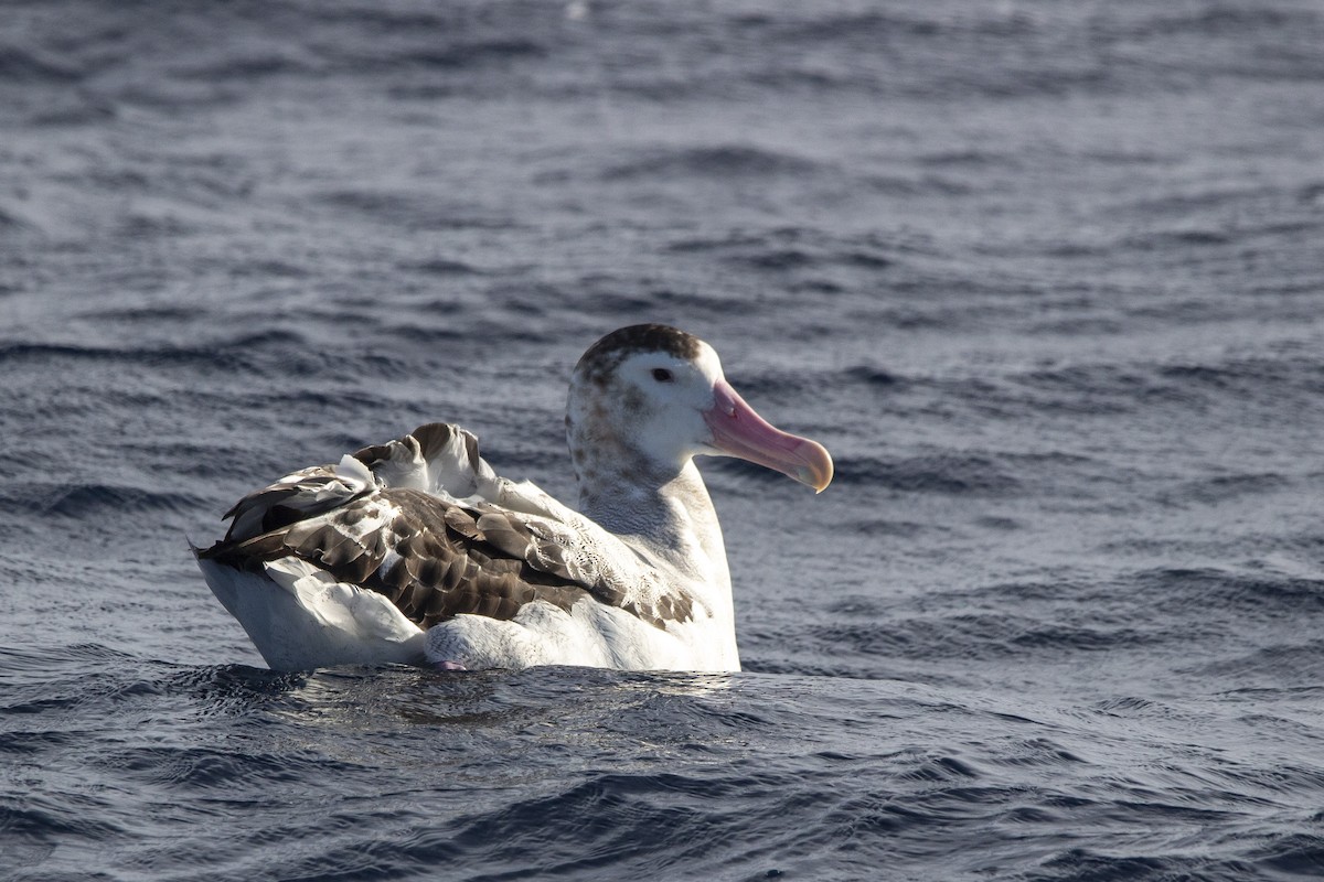Antipodean Albatross (New Zealand) - ML342931311