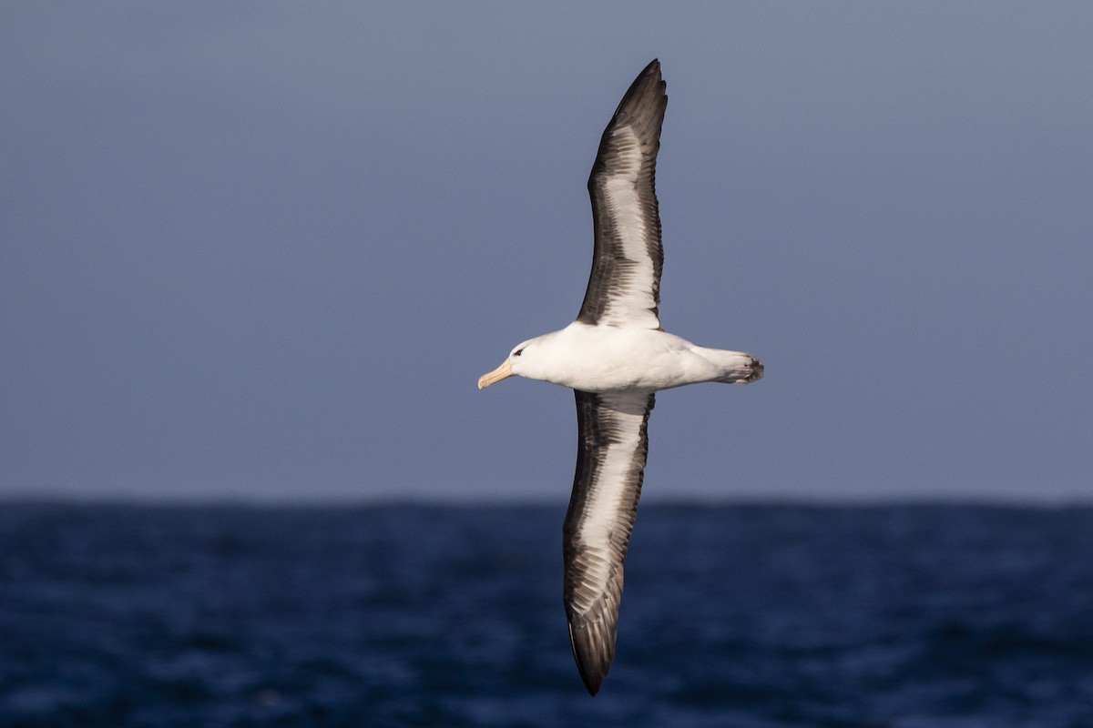 Black-browed Albatross (Black-browed) - ML342934541