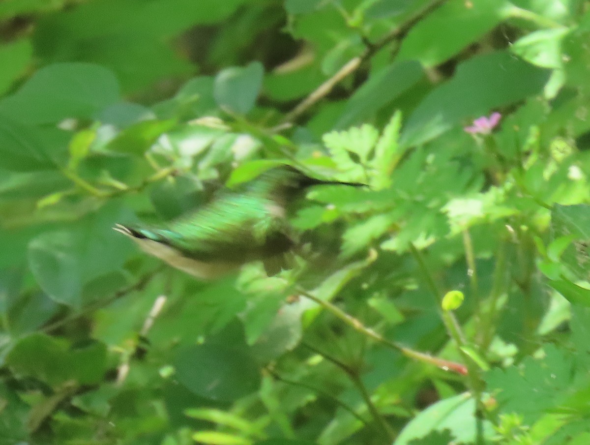 Ruby-throated Hummingbird - Jim Proffitt