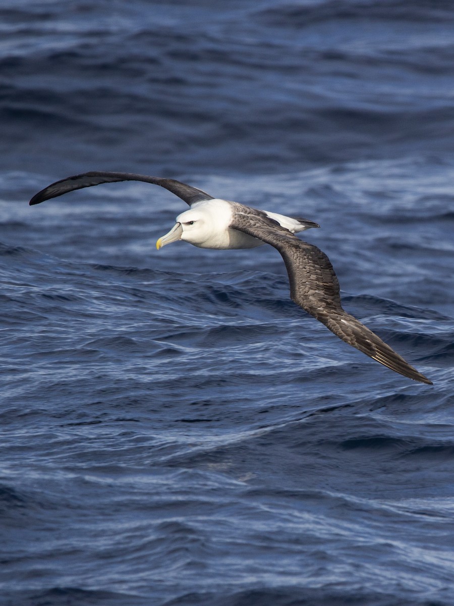 White-capped Albatross - ML342935361