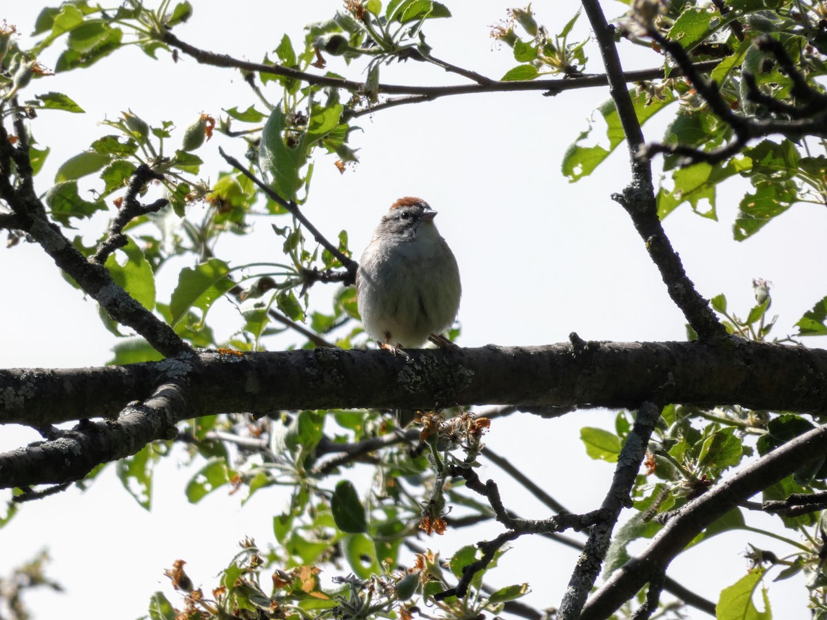 Chipping Sparrow - ML342937541