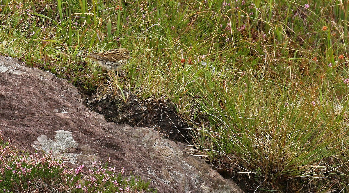 Meadow Pipit - ML34293771