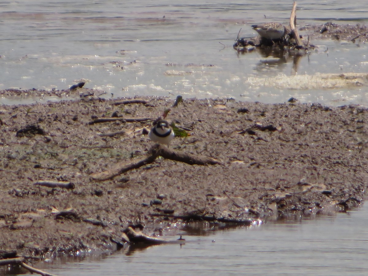 Semipalmated Plover - ML342939111