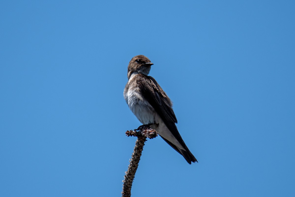 Northern Rough-winged Swallow - Perry Doggrell