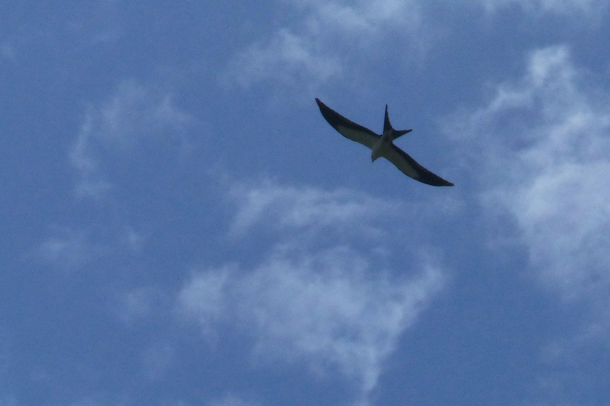 Swallow-tailed Kite - Bob Honig