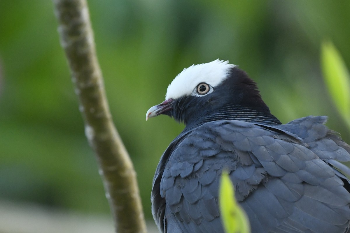 White-crowned Pigeon - ML342953211